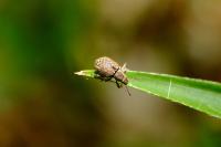 Strophosoma melanogrammum