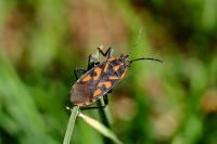 Spilostethus saxatilis