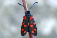 Zygaena transalpina