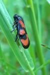 Cercopis vulnerata