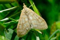 Paracorsia repandalis