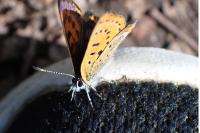 Lycaena helle