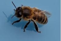 Apis mellifera