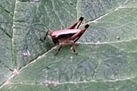 Pholidoptera griseoaptera