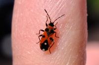 Horvathiolus superbus