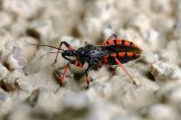 Rhynocoris annulatus