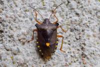 Pentatoma rufipes