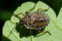 Pentatoma rufipes