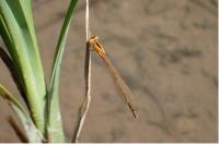 Ischnura pumilio