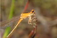 Ischnura pumilio