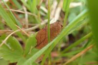 Drepanepteryx phalaenoides