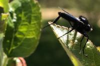 Bibio hortulanus