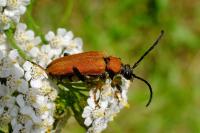Stictoleptura rubra