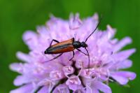 Stenurella melanura