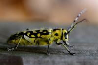 Saperda scalaris