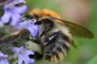 Bombus