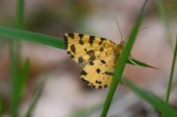 Pseudopanthera macularia