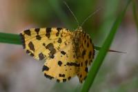 Pseudopanthera macularia