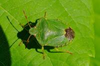 Palomena prasina