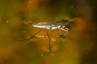 Gerris lacustris