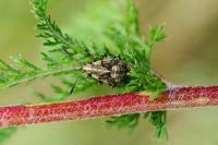 Stictopleurus