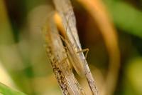 Stenodema