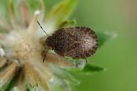 Sciocoris