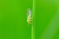 Amphipsylla