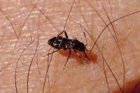 Pilophorus