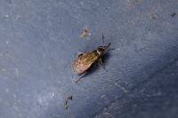 Peritrechus