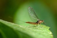Baetis