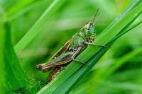 Stenobothrus lineatus