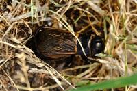 Gryllus campestris
