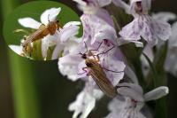 Empis