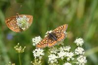Euphydryas aurinia
