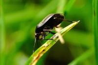 Orthocephalus