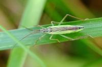 Notostira