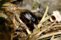 Legnotus limbosus