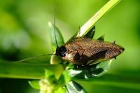 Ectobius lapponicus