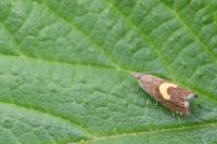 Dichrorampha petiverella
