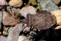 Enoplops scapha