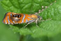Olethreutes arcuella