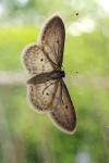 Idaea seriata