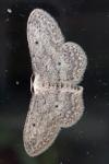 Idaea seriata