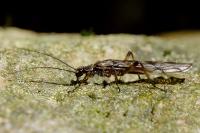 Protonemura