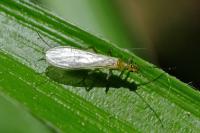 Siphonoperla