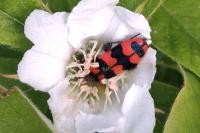 Trichodes apiarius