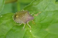 Peribalus strictus