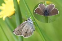 Cupido minimus