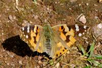 Vanessa cardui